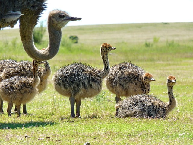 What is a baby ostrich called?
