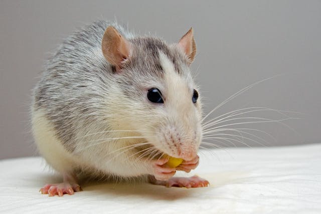 Will rat Leave if there is no food