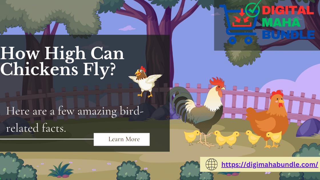 How High Can Chickens Fly?